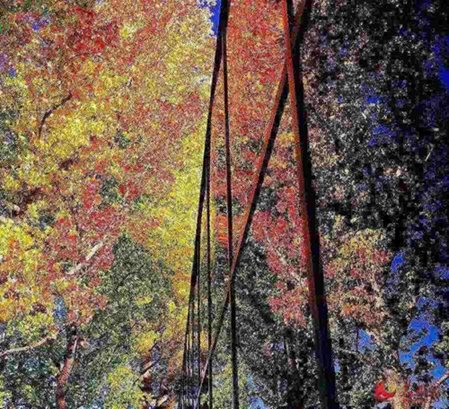 美國舊金山灣區(qū)的紅葉。(韓莎莎攝) 美國舊金山灣區(qū)的紅葉,。(韓莎莎攝)