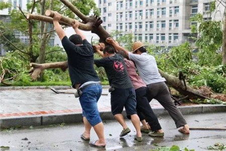 臺(tái)風(fēng)過后重建校園