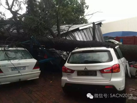 大樹倒下砸中華人停車場數(shù)部車輛。(南非《華僑新聞報(bào)》) 大樹倒下砸中華人停車場數(shù)部車輛,。(南非《華僑新聞報(bào)》)