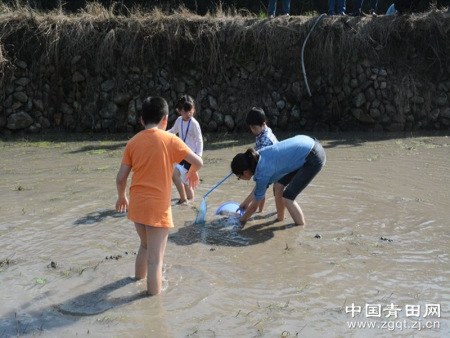 大人小孩齊發(fā)力,，一起抓田魚