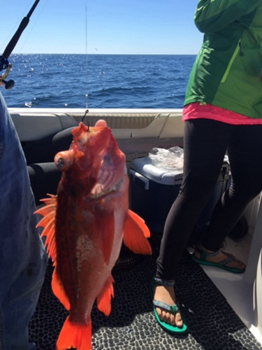 釣魚(yú)樂(lè)趣是釣竿不拉上來(lái),，永遠(yuǎn)不知道釣到什么魚(yú),。（美國(guó)《世界日?qǐng)?bào)》/張宏 攝）