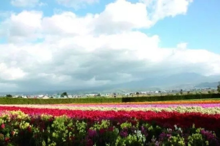 富良野的花海