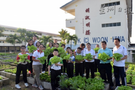 師生與義工們開心的收割年菜——“黃金菜”,，寓意人人“黃金滿載”，討個好彩頭?。R來西亞《星洲日報》）