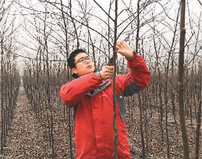 為了讓林下種植的作物生長的更好,,每年冬天劉曉都會(huì)修剪樹枝,。 為了讓林下種植的作物生長的更好,,每年冬天劉曉都會(huì)修剪樹枝。