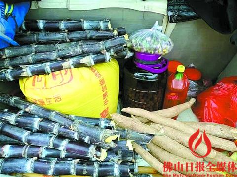 節(jié)后返回禪城的簡先生車尾箱內(nèi)裝滿親人送的甘蔗,、木薯等家鄉(xiāng)特產(chǎn)。 節(jié)后返回禪城的簡先生車尾箱內(nèi)裝滿親人送的甘蔗、木薯等家鄉(xiāng)特產(chǎn),。