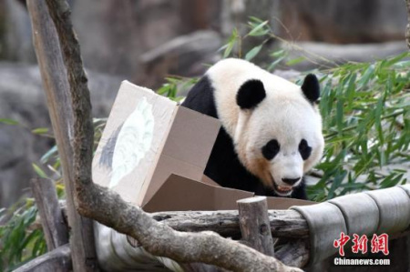 資料圖片:旅美大熊貓“寶寶”。<a target='_blank' >中新社</a>記者 刁海洋 攝 資料圖片:旅美大熊貓“寶寶”,。<a target='_blank' >中新社</a>記者 刁海洋 攝