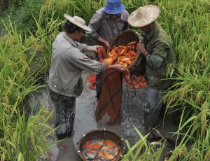 小舟山稻魚共生項(xiàng)目之田魚豐收