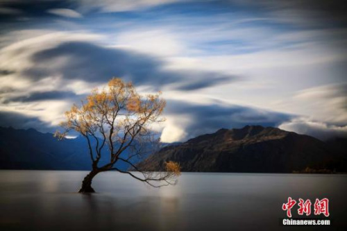 瓦納卡湖Lake Wanaka,，新西蘭南島中西部湖泊，為新西蘭第四大湖,。位于南阿爾卑斯山東麓,，海拔280公尺，面積192平方公里,。流域面積2543平方公里,，為冰川堰塞湖,，最深點(diǎn)可超過(guò)300公尺。四面環(huán)山,，面積4776平方公里,，只有約5000人口住在這里。湖里的樹(shù)看似孤獨(dú),，卻吸引了全世界人去圍觀,。<a target='_blank' >中新社</a>發(fā) 張鐘明 攝