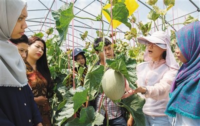 “洋學(xué)生”在三亞南繁研究院實(shí)驗(yàn)基地學(xué)習(xí),。海南日?qǐng)?bào)記者 武威 攝