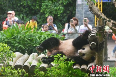 深圳野生動(dòng)物園大熊貓秋浜首次出外場(chǎng)活動(dòng)，吸引了眾多游客駐足觀看,?！±钅旧?攝