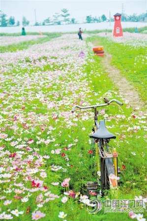 五彩繽紛的格?；ā⒋蠹t色的風(fēng)車……從本周起,，新會(huì)睦洲鎮(zhèn)石板沙開啟“花田喜事”,。