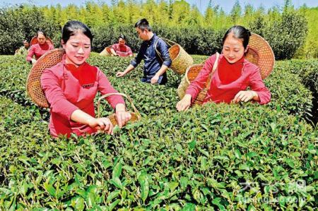 泉州古城茶農(nóng)采茶/圖片來源網(wǎng)絡(luò) 泉州古城茶農(nóng)采茶/圖片來源網(wǎng)絡(luò)