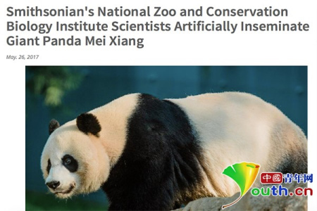 華盛頓國家動物園發(fā)布消息稱對大熊貓美香進(jìn)行人工授精。 華盛頓國家動物園發(fā)布消息稱對大熊貓美香進(jìn)行人工授精,。