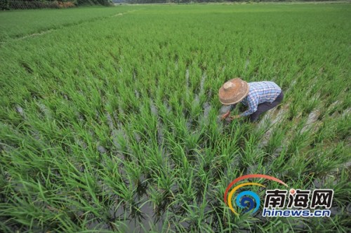 6月21日,萬寧市龍滾鎮(zhèn)村民在田間進(jìn)行晚稻插秧,,據(jù)了解,,當(dāng)日是農(nóng)歷二十四節(jié)氣中的立夏,正是晚稻插秧苗的好時(shí)節(jié),,海報(bào)全媒體中心記者 袁琛攝 6月21日,,萬寧市龍滾鎮(zhèn)村民在田間進(jìn)行晚稻插秧,,據(jù)了解,當(dāng)日是農(nóng)歷二十四節(jié)氣中的立夏,,正是晚稻插秧苗的好時(shí)節(jié),,海報(bào)全媒體中心記者 袁琛攝