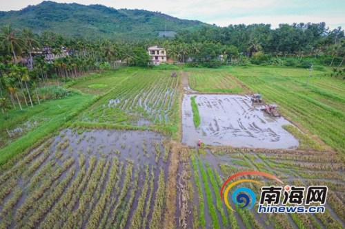 6月21日,,萬寧市龍滾鎮(zhèn)村民在田間進(jìn)行晚稻插秧,據(jù)了解,,當(dāng)日是農(nóng)歷二十四節(jié)氣中的立夏,,正是晚稻插秧苗的好時(shí)節(jié),海報(bào)全媒體中心記者 袁琛攝 6月21日,萬寧市龍滾鎮(zhèn)村民在田間進(jìn)行晚稻插秧,,據(jù)了解,,當(dāng)日是農(nóng)歷二十四節(jié)氣中的立夏,正是晚稻插秧苗的好時(shí)節(jié),,海報(bào)全媒體中心記者 袁琛攝