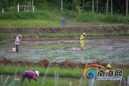 6月21日,,萬寧市龍滾鎮(zhèn)村民在田間進(jìn)行晚稻插秧,據(jù)了解,,當(dāng)日是農(nóng)歷二十四節(jié)氣中的立夏,,正是晚稻插秧苗的好時(shí)節(jié),,海報(bào)全媒體中心記者 袁琛攝 6月21日,萬寧市龍滾鎮(zhèn)村民在田間進(jìn)行晚稻插秧,,據(jù)了解,,當(dāng)日是農(nóng)歷二十四節(jié)氣中的立夏,正是晚稻插秧苗的好時(shí)節(jié),,海報(bào)全媒體中心記者 袁琛攝