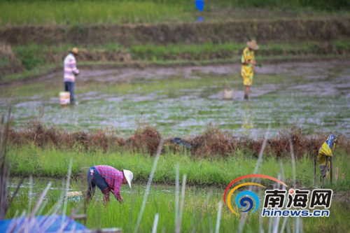 6月21日,,萬寧市龍滾鎮(zhèn)村民在田間進(jìn)行晚稻插秧,據(jù)了解,,當(dāng)日是農(nóng)歷二十四節(jié)氣中的立夏,,正是晚稻插秧苗的好時(shí)節(jié),海報(bào)全媒體中心記者 袁琛攝 6月21日,萬寧市龍滾鎮(zhèn)村民在田間進(jìn)行晚稻插秧,,據(jù)了解,,當(dāng)日是農(nóng)歷二十四節(jié)氣中的立夏,正是晚稻插秧苗的好時(shí)節(jié),,海報(bào)全媒體中心記者 袁琛攝