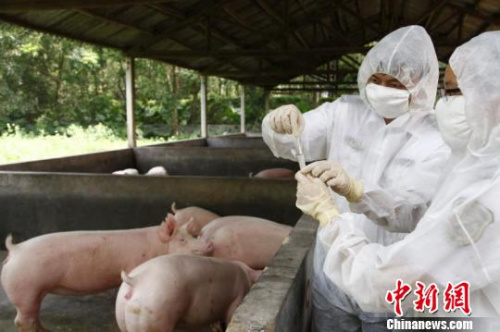 香港回歸20年,廣東堅(jiān)持保障供港食品農(nóng)產(chǎn)品安全優(yōu)質(zhì)順暢供應(yīng),。資料圖 香港回歸20年,,廣東堅(jiān)持保障供港食品農(nóng)產(chǎn)品安全優(yōu)質(zhì)順暢供應(yīng),。資料圖