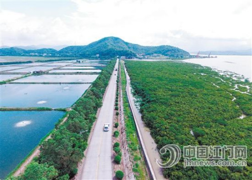 鳥瞰恩平港,成片紅樹林盡收眼底,。 吳滿揚 攝 鳥瞰恩平港,,成片紅樹林盡收眼底,。 吳滿揚 攝