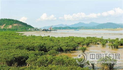 紅樹林根系發(fā)達,可護堤固灘,。 徐衛(wèi)良 攝 紅樹林根系發(fā)達,,可護堤固灘,。 徐衛(wèi)良 攝