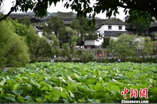 圖為和順古鎮(zhèn)中盛開的荷花,。　劉冉陽 攝