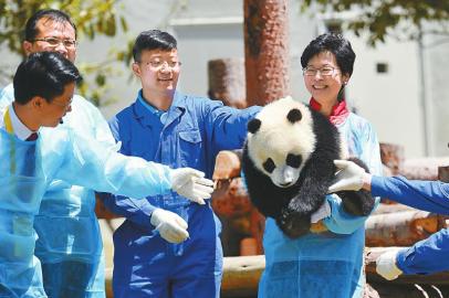 林鄭月娥抱起“冰冰”。 中國大熊貓保護研究中心供圖 林鄭月娥抱起“冰冰”,。 中國大熊貓保護研究中心供圖