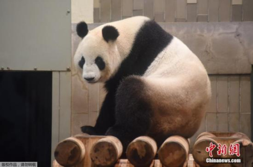 當?shù)貢r間2017年6月12日，東京上野動物園的雌性大熊貓“真真”產(chǎn)下一只幼崽,。上野動物園大熊貓產(chǎn)子是5年來第一次,，上次得追溯到2012年。（資料圖）