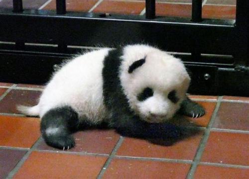 來源：東京動物園協(xié)會,。