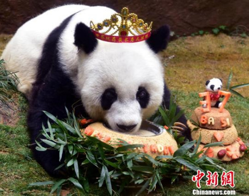 2017年1月18日,,37歲“巴斯”獲最長壽圈養(yǎng)大熊貓世界紀(jì)錄并慶生,。 張麗君 攝 2017年1月18日,,37歲“巴斯”獲最長壽圈養(yǎng)大熊貓世界紀(jì)錄并慶生,。 張麗君 攝