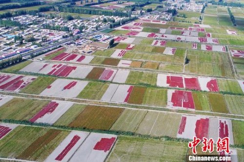 9月20日,,航拍新疆博湖縣烏蘭再格森鄉(xiāng)金秋辣椒田,,一片豐收美景,如詩如畫,?!∧昀?攝 9月20日,航拍新疆博湖縣烏蘭再格森鄉(xiāng)金秋辣椒田,,一片豐收美景,,如詩如畫?!∧昀?攝