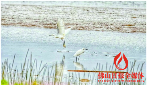 10月進入觀賞鷺鳥的好時期,。/佛山日報攝影俱樂部梁平攝