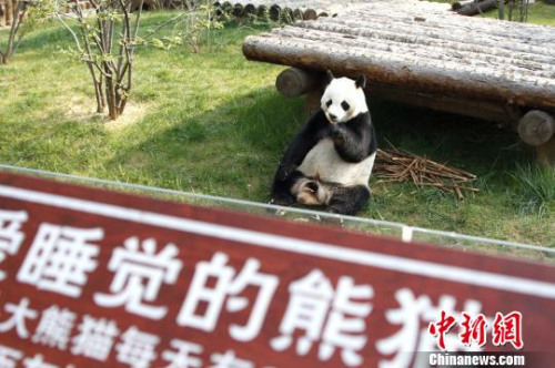 兩只萌寶在各自的專屬“別墅”里向游客們展示著各自風(fēng)采,。圖為萌寶“二喜”,。 沙見(jiàn)龍 攝 兩只萌寶在各自的專屬“別墅”里向游客們展示著各自風(fēng)采,。圖為萌寶“二喜”,。 沙見(jiàn)龍 攝