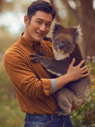 黃曉明在為南澳拍攝的旅游觀光宣傳片中，在Cleland Wildlife Park野生動(dòng)物公園抱樹(shù)熊,。