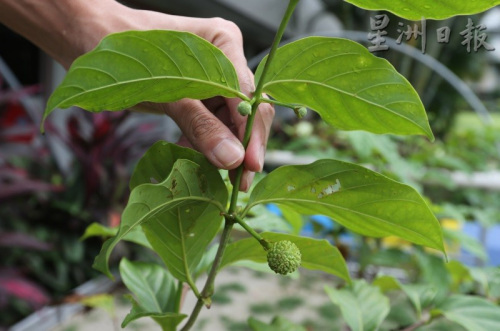 呈現(xiàn)長形的甘蜜花相當(dāng)獨(dú)特,。(馬來西亞《星洲日報》) 呈現(xiàn)長形的甘蜜花相當(dāng)獨(dú)特。(馬來西亞《星洲日報》)