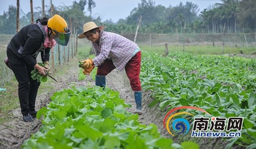 12月27日,，種植20多天后，萬寧山根鎮(zhèn)大石嶺村共享菜園迎來豐收的喜悅,，第一波有機菜悄然成熟,。海報集團全媒體中心記者袁琛攝