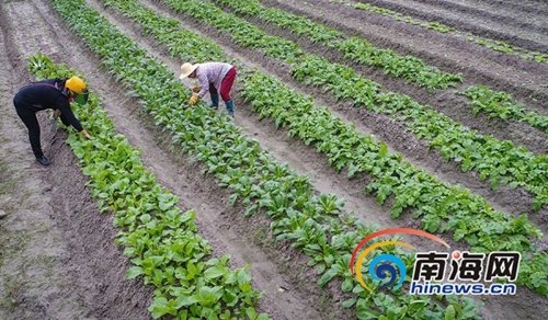 12月27日，種植20多天后,，萬寧山根鎮(zhèn)大石嶺村共享菜園迎來豐收的喜悅,，第一波有機菜悄然成熟。海報集團全媒體中心記者袁琛攝