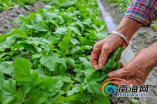 12月27日,，種植20多天后,，萬寧山根鎮(zhèn)大石嶺村共享菜園迎來豐收的喜悅，第一波有機菜悄然成熟,。海報集團全媒體中心記者袁琛攝