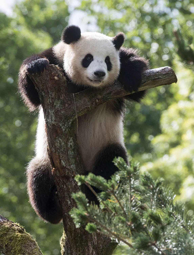 熊貓在柏林動物園(來源：法國《歐洲時報》德國版微信公眾號)