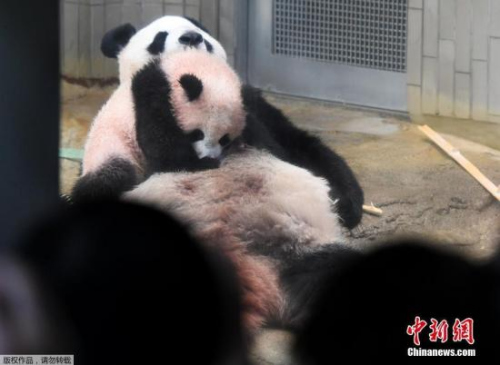 　　2017年12月19日，居住在日本東京上野動(dòng)物園的雌性大熊貓寶寶“香香”正式接受公眾參觀,。圖為“香香”趴在母親“真真”的身上,。