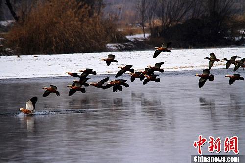 資料圖:甘肅張掖黑河兩岸數(shù)九寒天風光旖旎,,黃鴨在黑河水中翩躚起舞,。陳禮 攝 資料圖:甘肅張掖黑河兩岸數(shù)九寒天風光旖旎,黃鴨在黑河水中翩躚起舞,。陳禮 攝