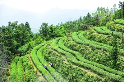 園莊鎮(zhèn)楓林茶園 曾劍郎 攝