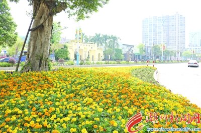 萬壽菊花開正盛,,潮州大道又添一景,。 萬壽菊花開正盛,,潮州大道又添一景。