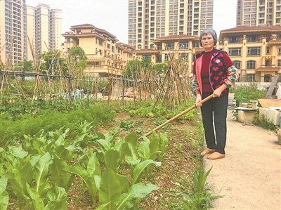 李紅阿姨在菜地,。 李紅阿姨在菜地。