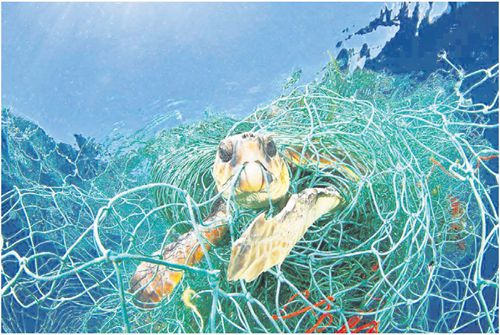 被漁網(wǎng)纏住的海龜 被漁網(wǎng)纏住的海龜