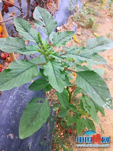 可采摘鮮葉做菜的馬屎莧 李曉春 攝 可采摘鮮葉做菜的馬屎莧 李曉春 攝