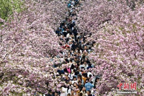 資料圖：中國(guó)科大校園櫻花爛漫,。 <a target='_blank' >中新社</a>記者 韓蘇原 攝