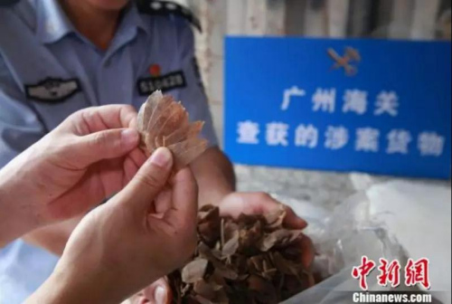 廣州海關查獲的走私穿山甲鱗片 丘永忠 攝