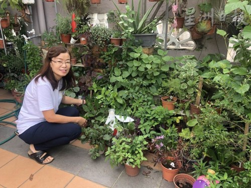 情迷手工皂的姚婷婷，在住家前種植了約70種香草和草藥,。（馬來西亞《星洲日?qǐng)?bào)》）