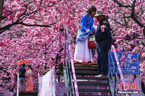 3月19日,,游客穿上古裝在櫻花樹下拍照,。<a target='_blank' >中新社</a>記者 任東 攝 3月19日,,游客穿上古裝在櫻花樹下拍照。<a target='_blank' >中新社</a>記者 任東 攝