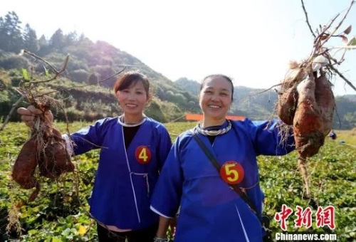 侗族女子展示剛挖的紅薯,?!蔷殑?攝 侗族女子展示剛挖的紅薯。 吳練勛 攝